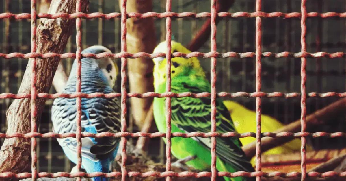 Juiz anula multa do Ibama aplicando perspectiva de gênero em autuação ambiental